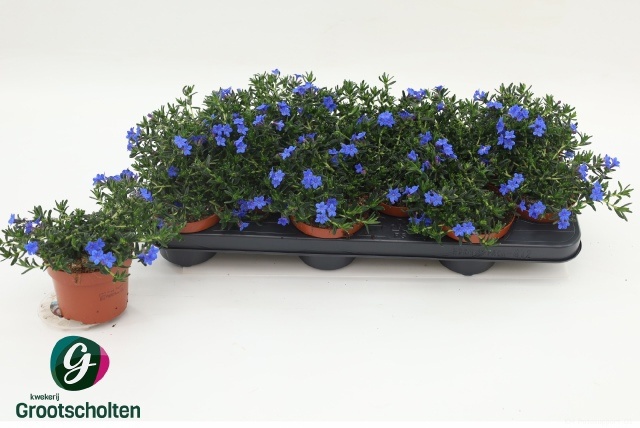 Горшечные цветы и растения оптом Glando Dif Heaven Bl от 12шт из Голландии с доставкой по России