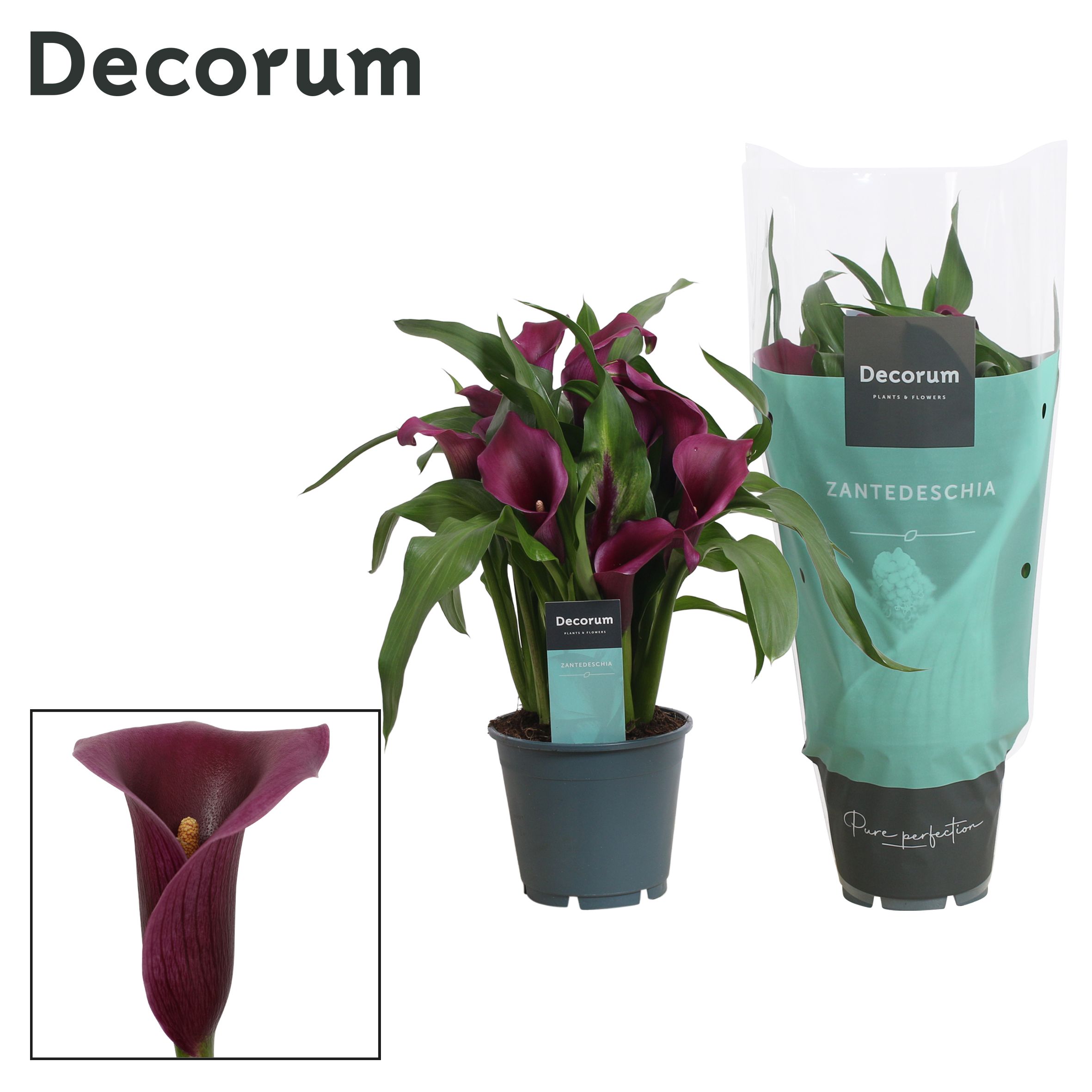 Горшечные цветы и растения оптом Zantedeschia Purple 5+(decorum) от 8шт из Голландии с доставкой по России