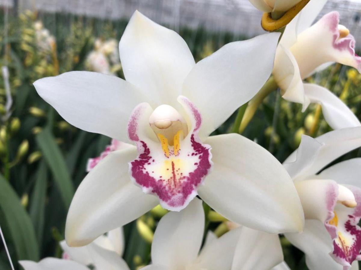Срезанные цветы оптом Minicymbidium white angel sue от 12шт из Голландии с доставкой по России