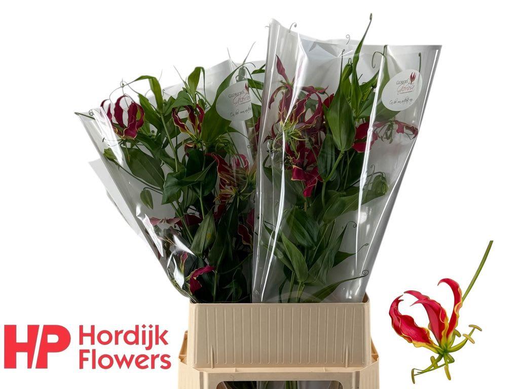 Срезанные цветы оптом Gloriosa rothschildiana от 30шт из Голландии с доставкой по России