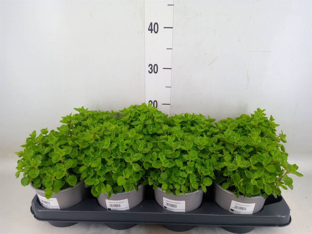Горшечные цветы и растения оптом Origanum Vulgare от 8шт из Голландии с доставкой по России