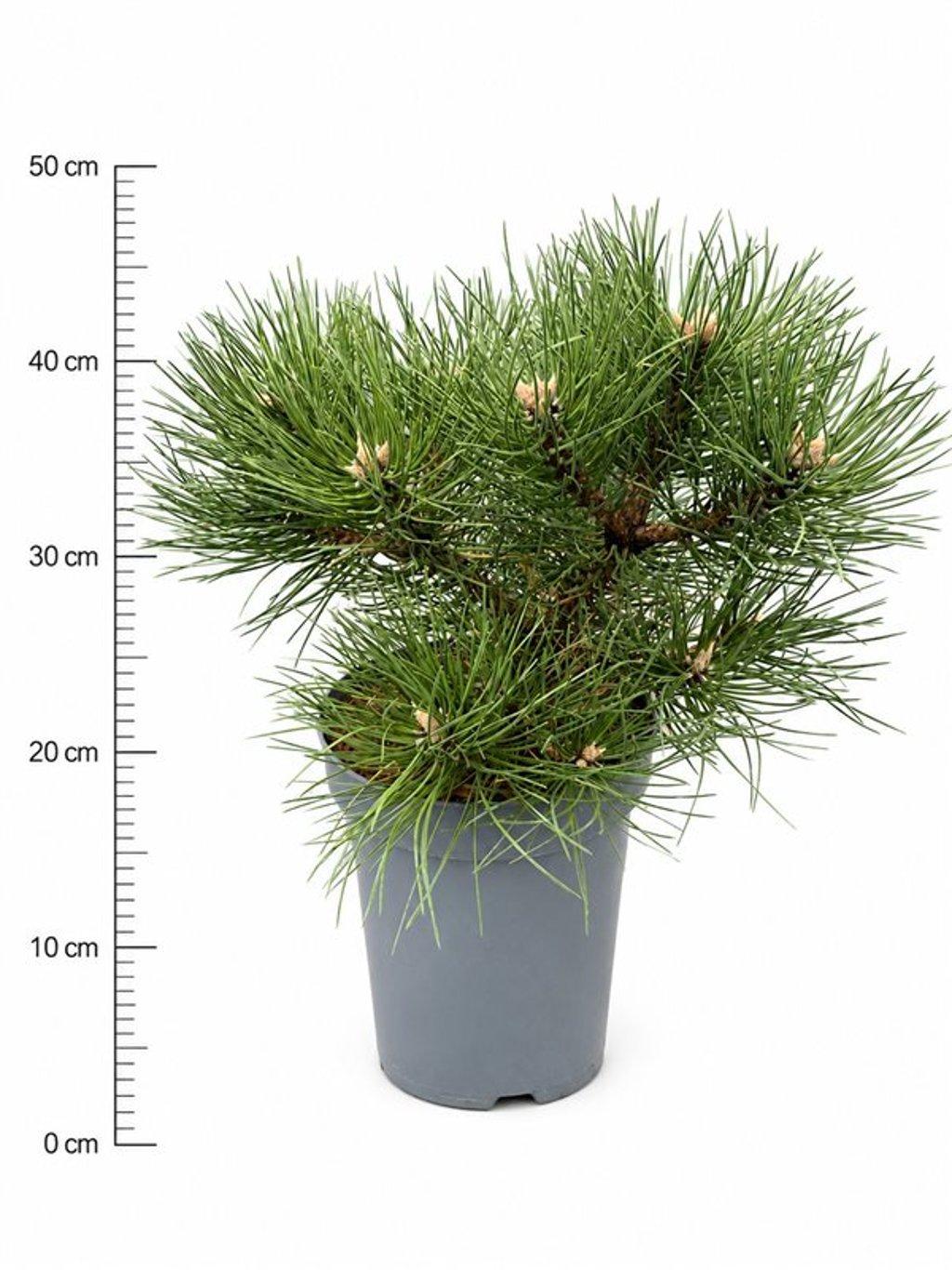 Горшечные цветы и растения оптом Pinus Nigra Nana от 1шт из Голландии с доставкой по России
