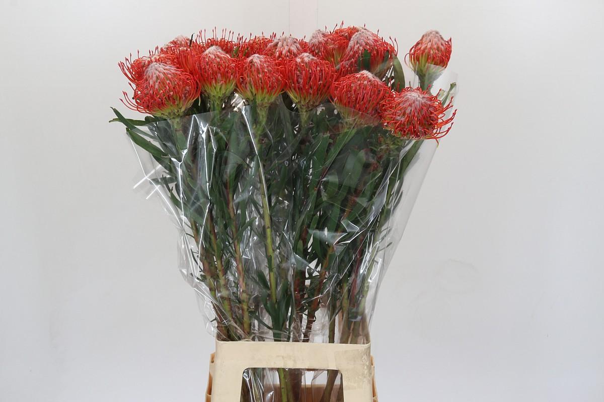 Срезанные цветы оптом Nutans tango от 20шт из Голландии с доставкой по России