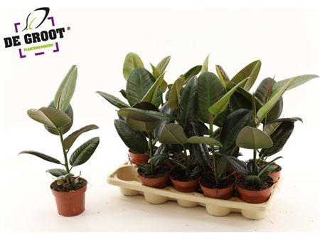 Горшечные цветы и растения оптом Ficus El Robusta от 10шт из Голландии с доставкой по России