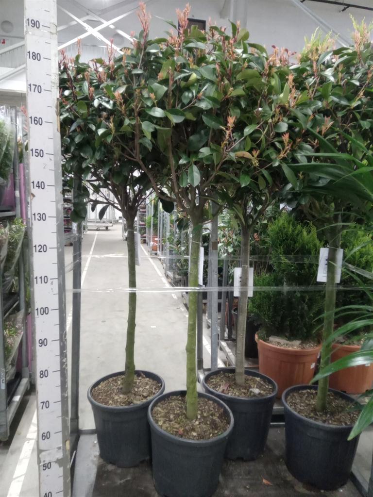 Горшечные цветы и растения оптом Photinia Fraseri от 1шт из Голландии с доставкой по России