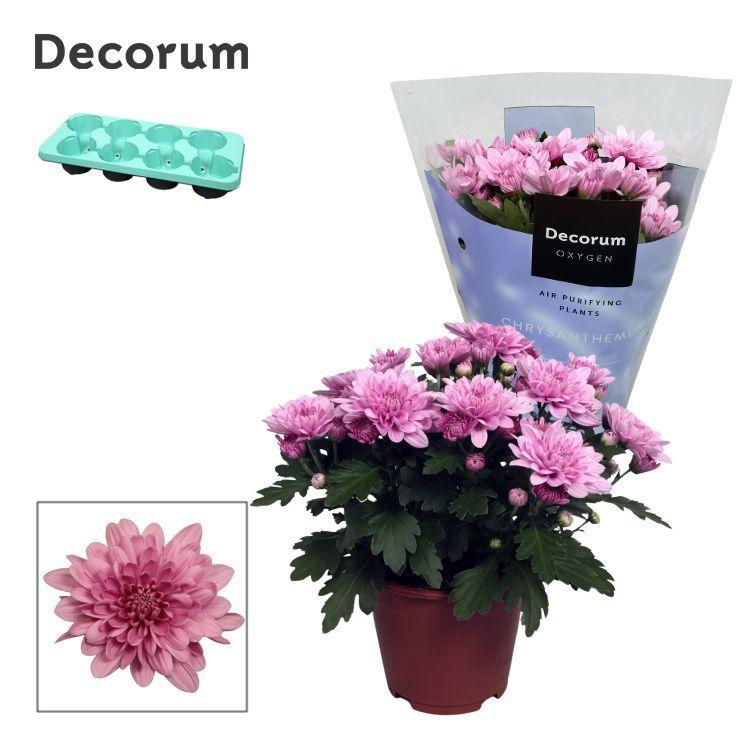 Горшечные цветы и растения оптом Chrys Grandezza Pink (decorum) от 8шт из Голландии с доставкой по России