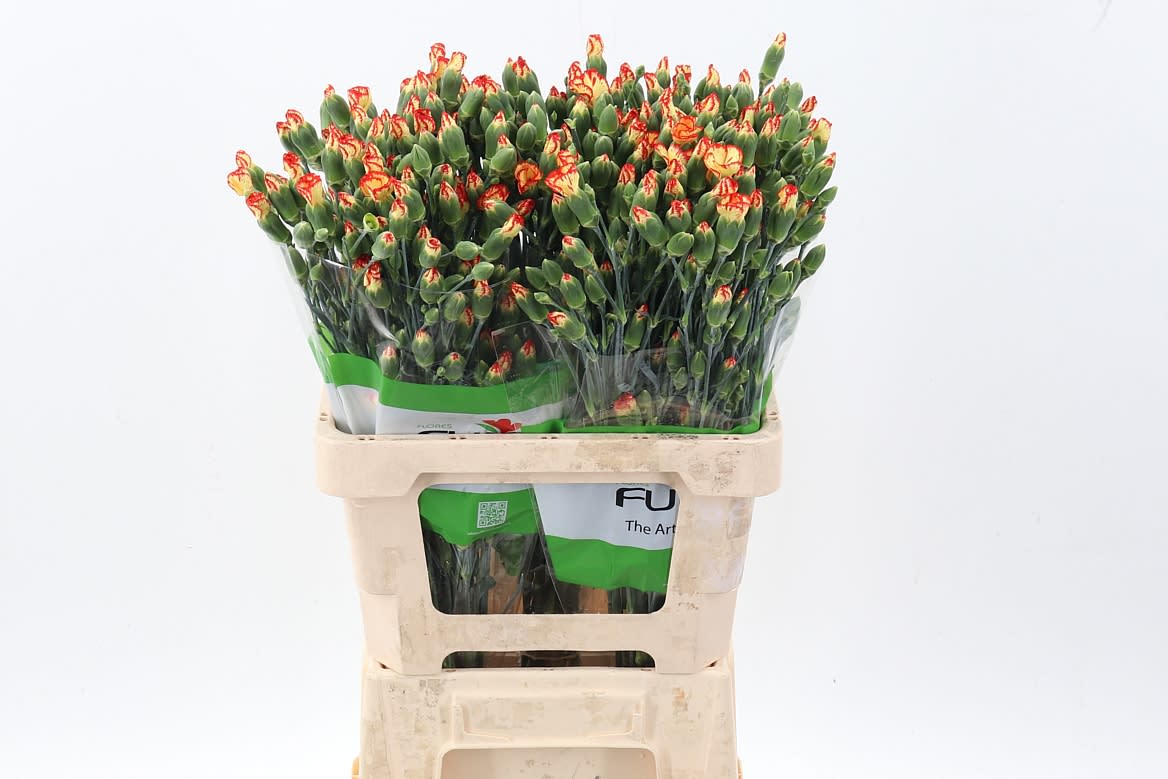 Срезанные цветы оптом Dianthus sp solomio sint от 100шт из Голландии с доставкой по России