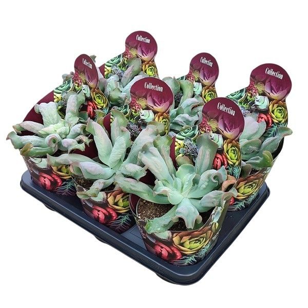 Горшечные цветы и растения оптом Echeveria Culibra Potcover от 6шт из Голландии с доставкой по России