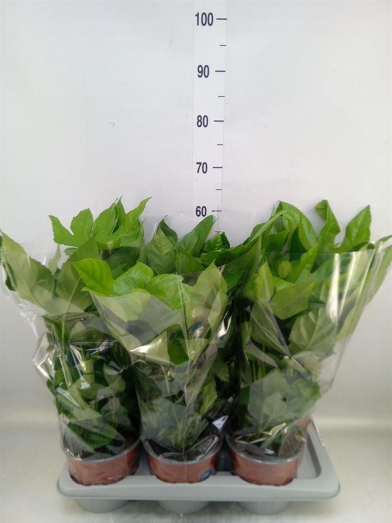 Горшечные цветы и растения оптом Fatsia Japonica   ... от 6шт из Голландии с доставкой по России