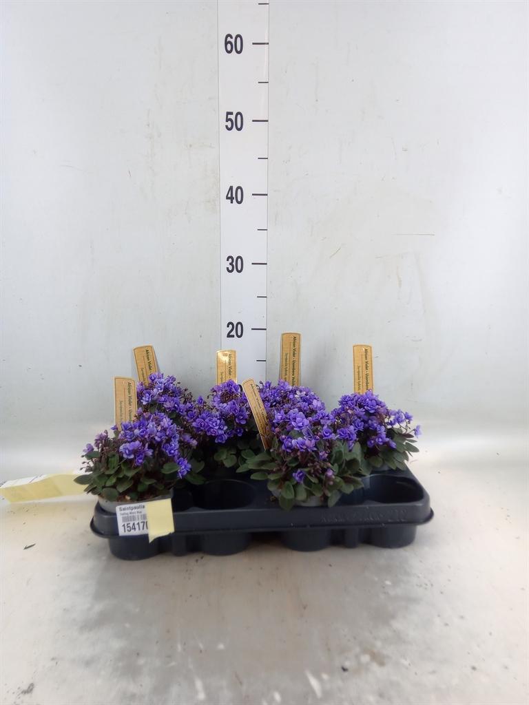 Горшечные цветы и растения оптом Saintpaulia   ... от 6шт (для телеги) из Голландии с доставкой по России