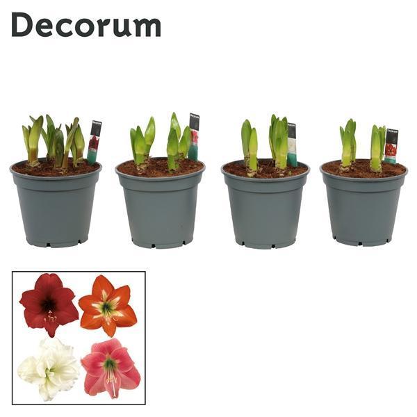Горшечные цветы и растения оптом Hipp Multiflora Mix 6+ (decorum) от 6шт из Голландии с доставкой по России