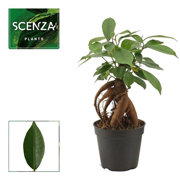 Горшечные цветы и растения оптом Ficus Ginseng от 21шт (для телеги) из Голландии с доставкой по России