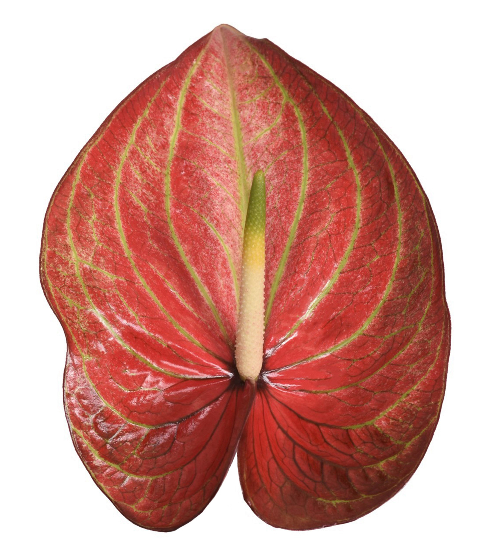 Срезанные цветы оптом Anthurium caribean от 40шт из Голландии с доставкой по России