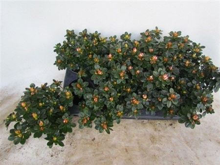 Горшечные цветы и растения оптом Rhodo Sachsenstern от 8шт из Голландии с доставкой по России