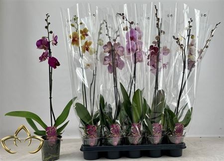 Горшечные цветы и растения оптом Phal Gem 1 Branche 10+ * Spring Deal * от 10шт из Голландии с доставкой по России