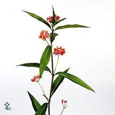 Срезанные цветы оптом Asclepias serenade от 100шт из Голландии с доставкой по России