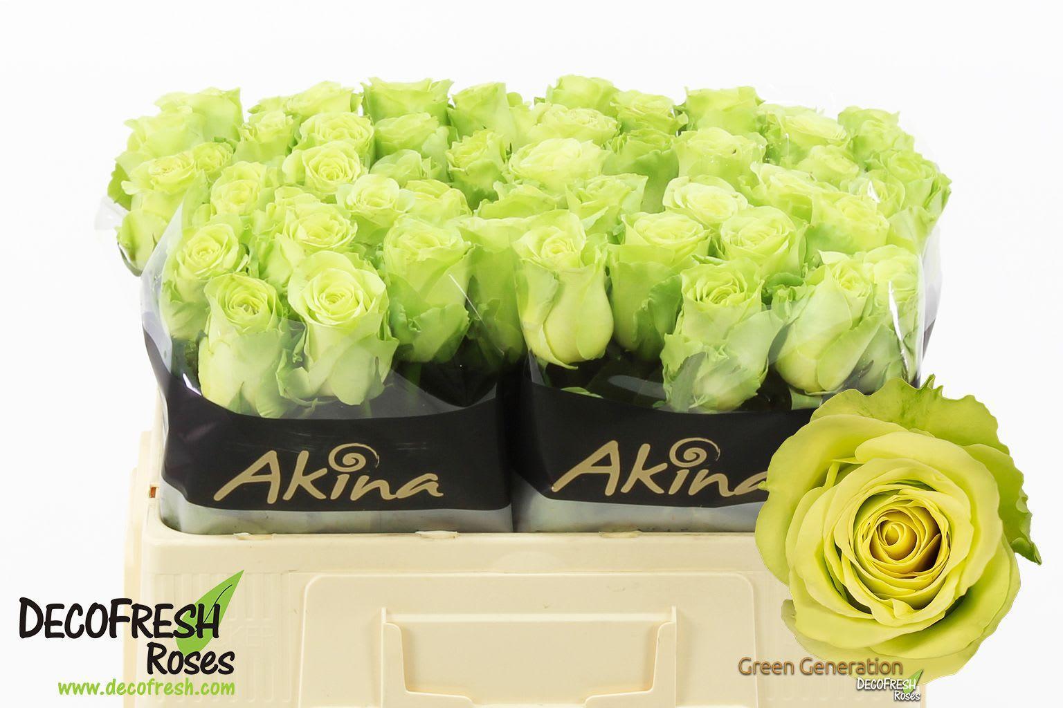 Срезанные цветы оптом Rosa large green generation от 60шт из Голландии с доставкой по России