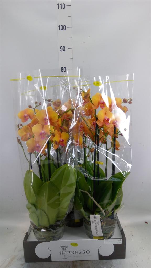 Горшечные цветы и растения оптом Phalaenopsis   ...orange от 3шт из Голландии с доставкой по России