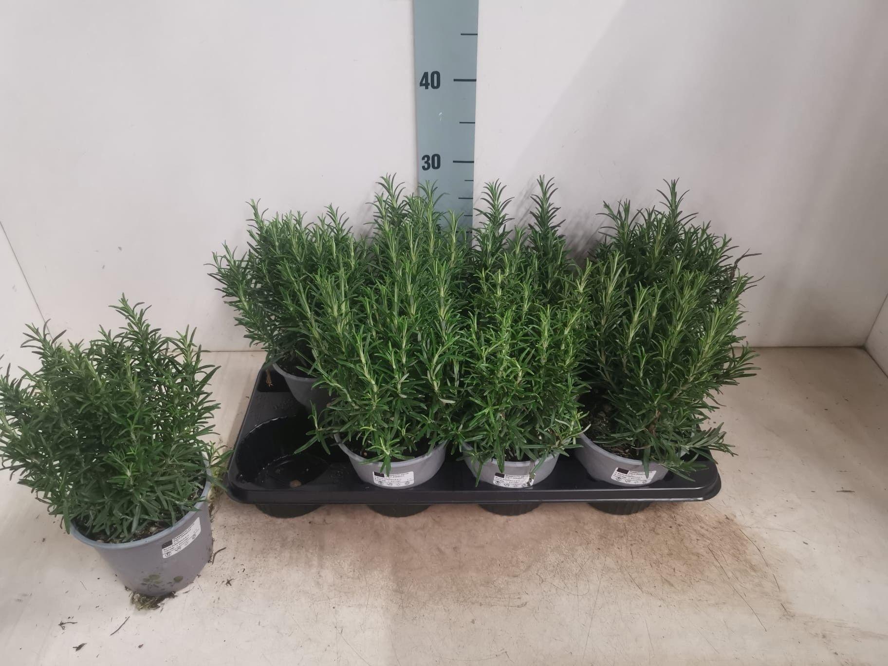 Горшечные цветы и растения оптом Rosmarin Of Ov от 8шт из Голландии с доставкой по России