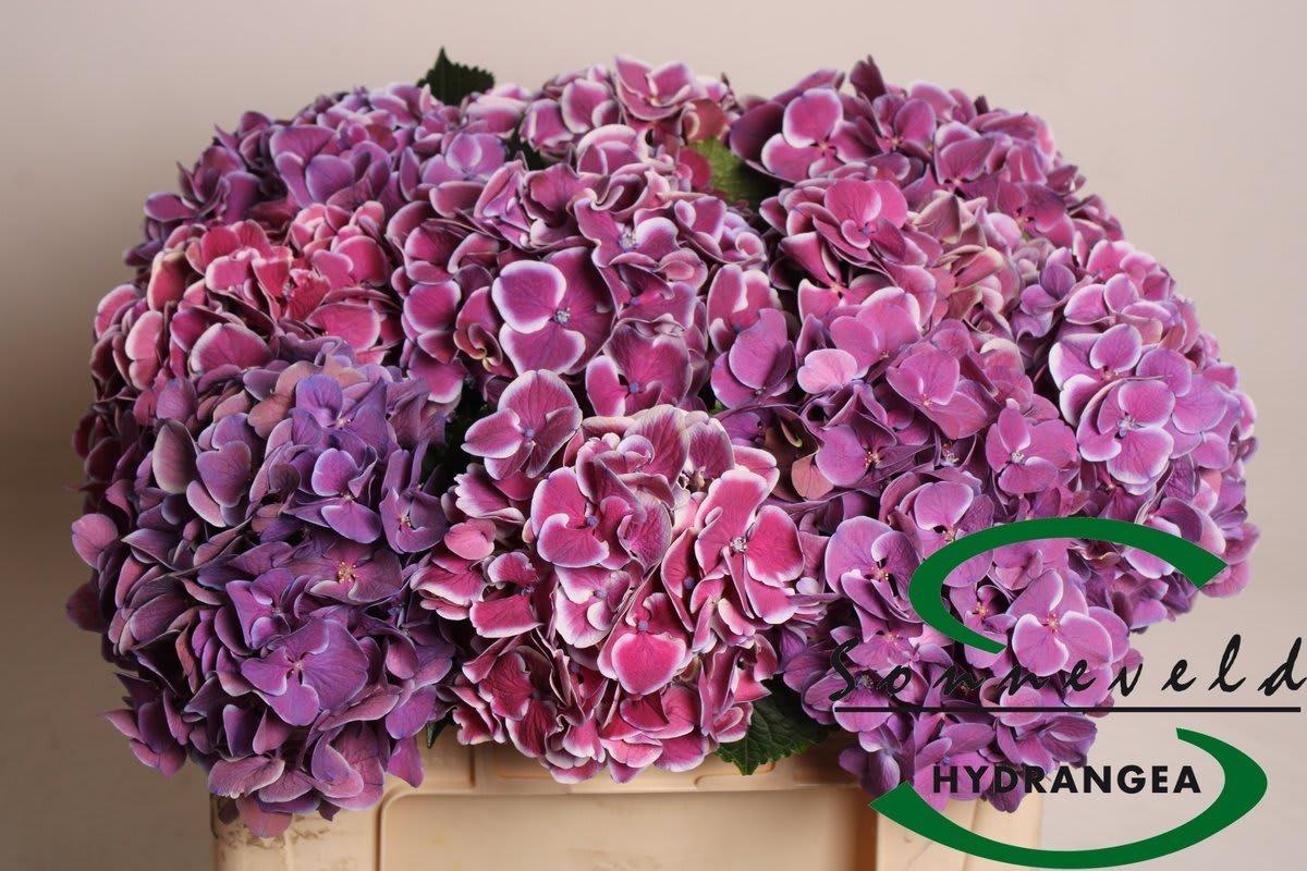 Срезанные цветы оптом Hydrangea mag red harlequin blue от 10шт из Голландии с доставкой по России