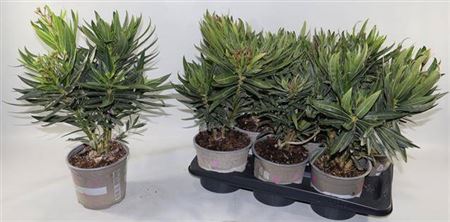 Горшечные цветы и растения оптом Nerium Oleander Ov P17 от 6шт из Голландии с доставкой по России