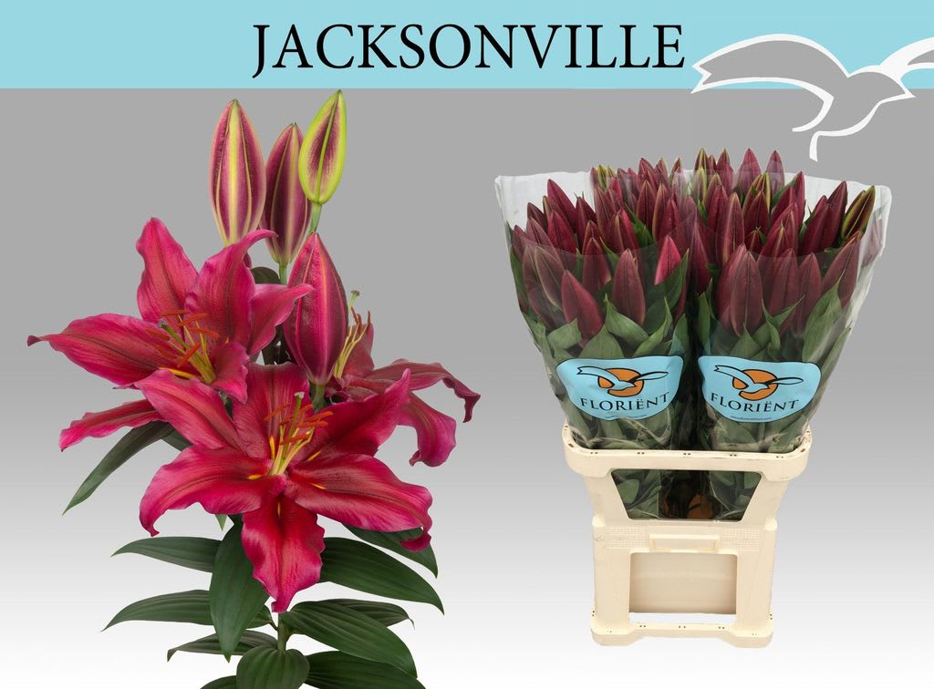 Срезанные цветы оптом Lilium or jacksonville от 30шт. из Голландии с доставкой по России