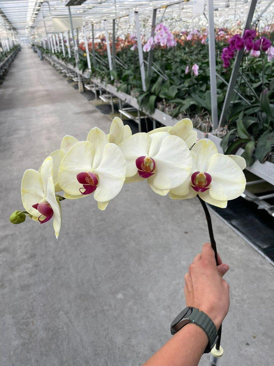 Срезанные цветы оптом Phalaenopsis paint red yellow от 10шт из Голландии с доставкой по России