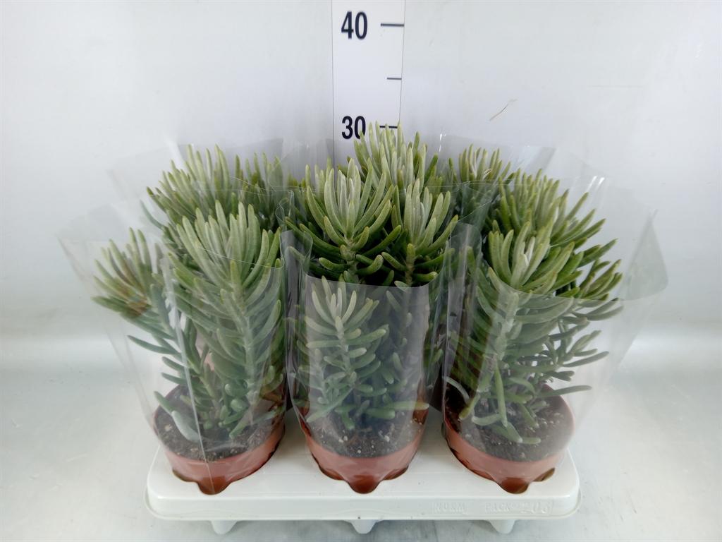 Горшечные цветы и растения оптом Senecio   ... от 6шт из Голландии с доставкой по России