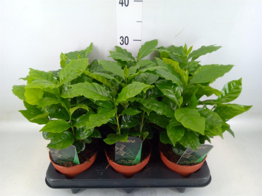 Горшечные цветы и растения оптом Coffea Arabica от 6шт из Голландии с доставкой по России