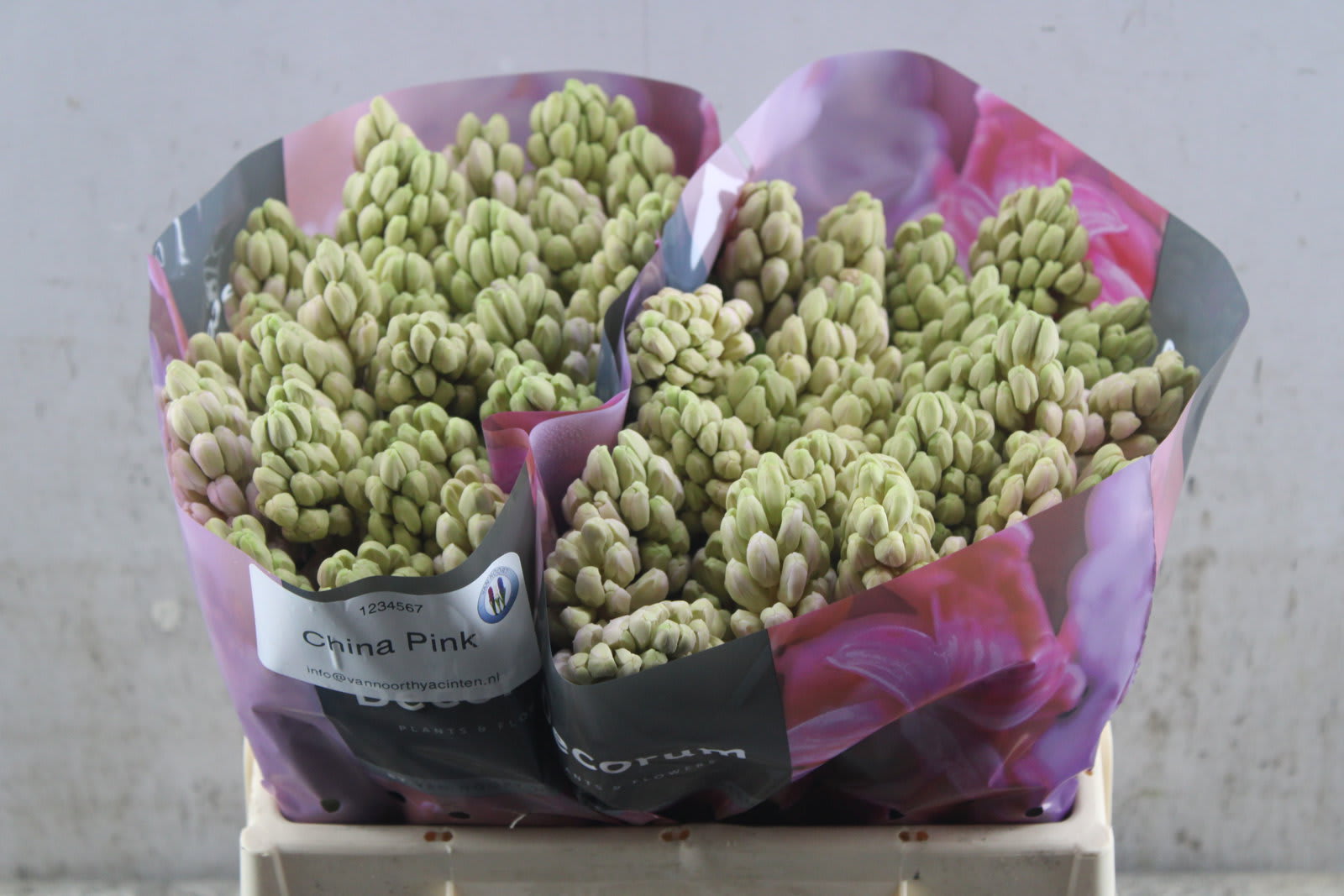 Срезанные цветы оптом Hyacinthus china pink от 50шт. из Голландии с доставкой по России