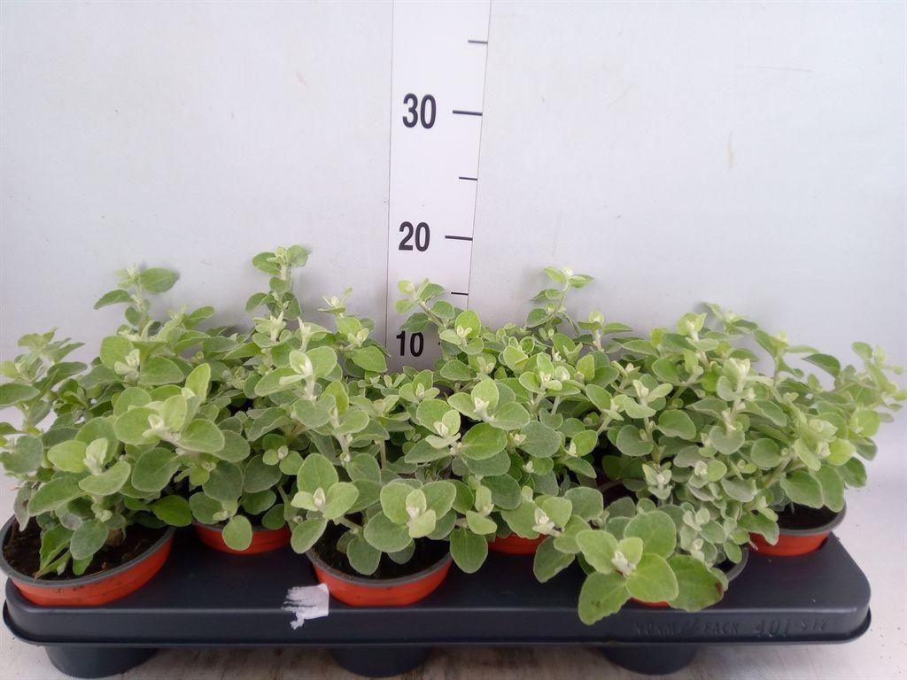 Горшечные цветы и растения оптом Helichrysum Petiolare от 12шт из Голландии с доставкой по России