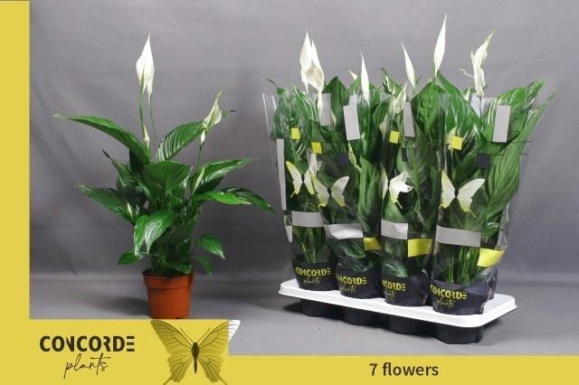 Горшечные цветы и растения оптом Spath Sweet Ricardo от 8шт из Голландии с доставкой по России