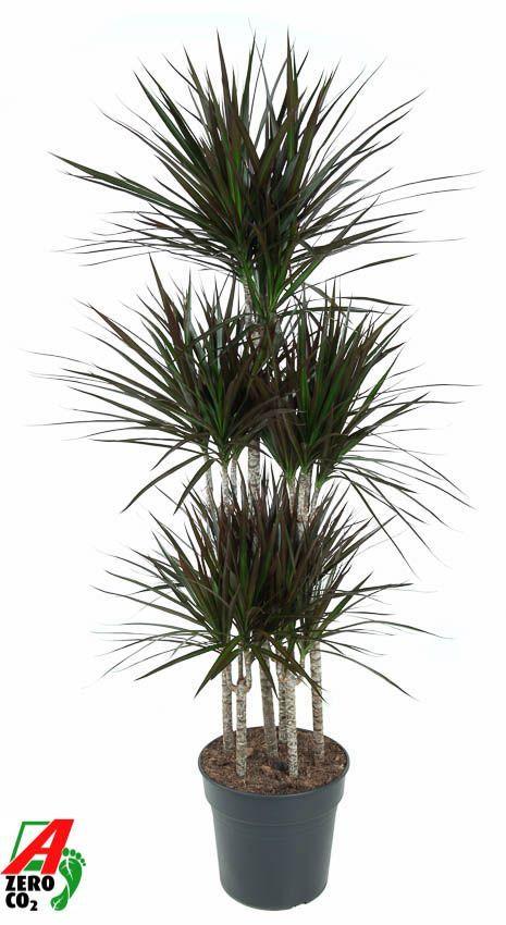 Горшечные цветы и растения оптом Drac Magenta 90-carrousel от 1шт из Голландии с доставкой по России