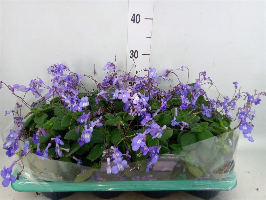 Горшечные цветы и растения оптом Streptocarpus Saxorum от 8шт из Голландии с доставкой по России