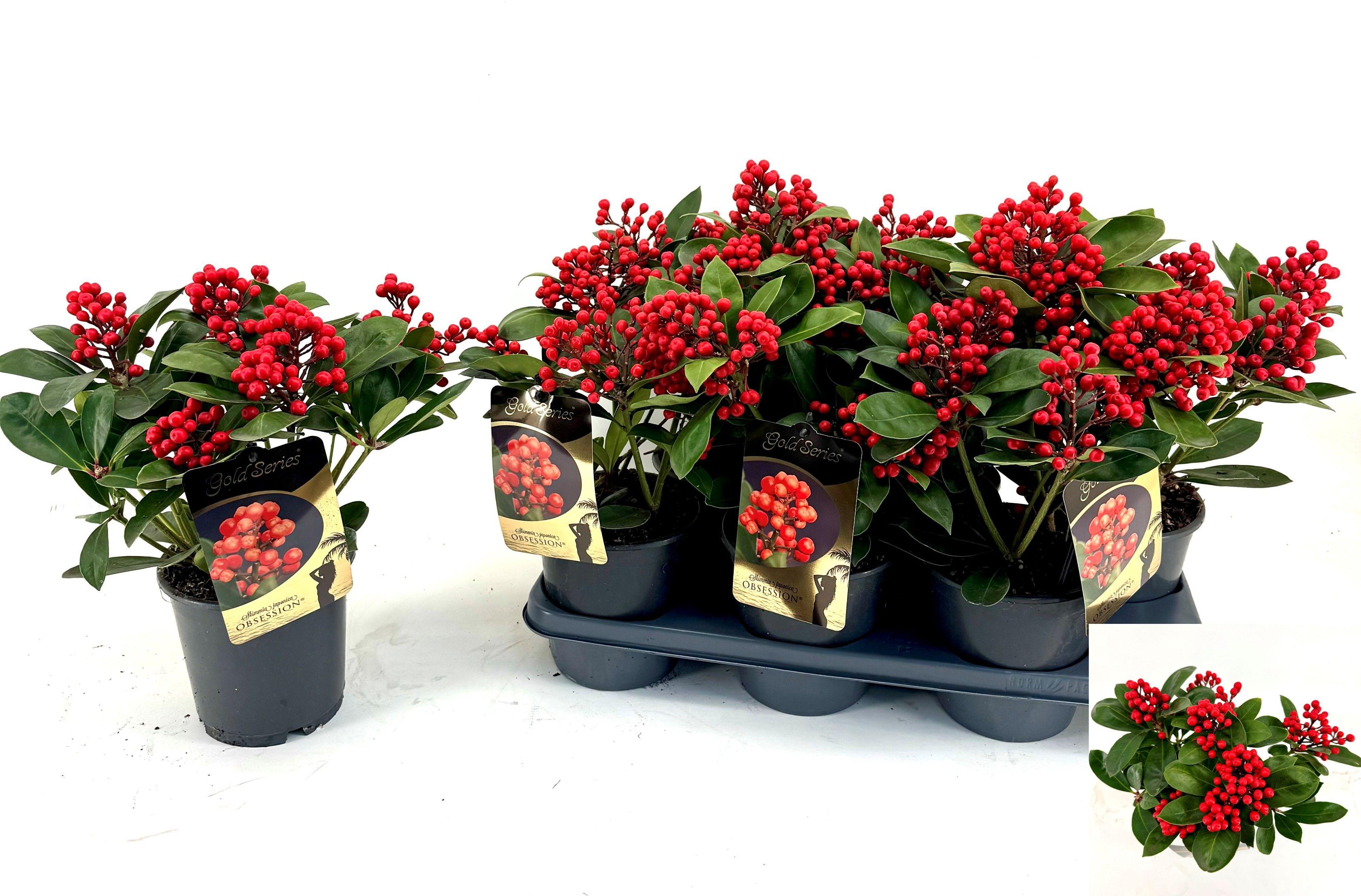 Горшечные цветы и растения оптом Skim J Obsession P15 от 6шт из Голландии с доставкой по России