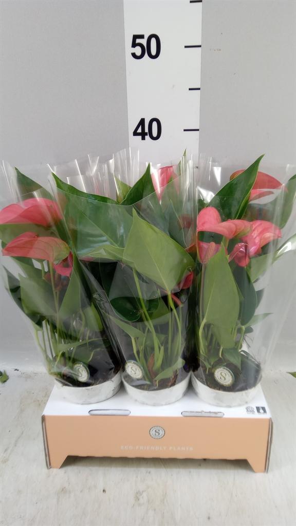 Горшечные цветы и растения оптом Anthurium Andr. pink Champion от 6шт (для телеги) из Голландии с доставкой по России
