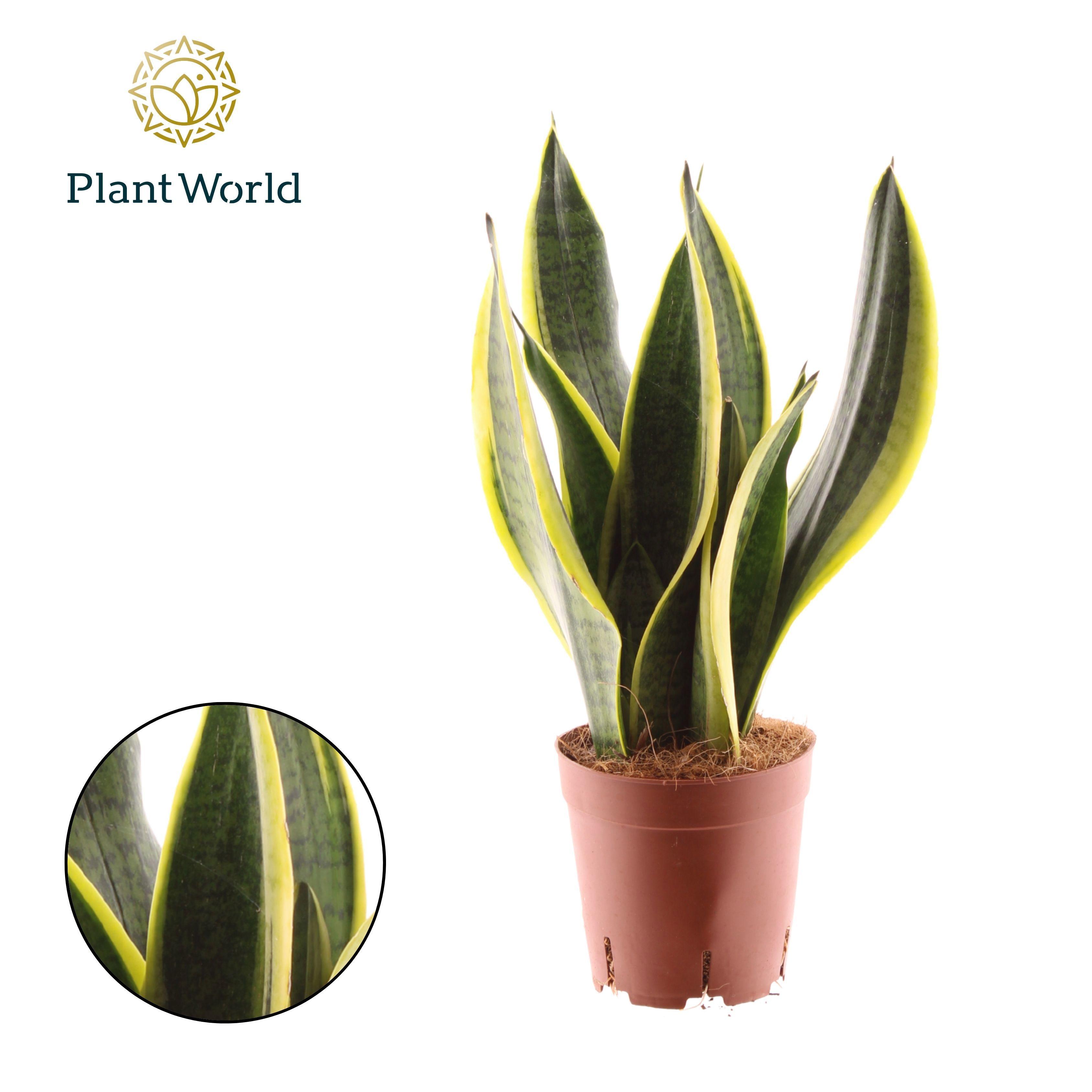 Горшечные цветы и растения оптом Sansevieria Futura Superba 3pp от 7шт из Голландии с доставкой по России
