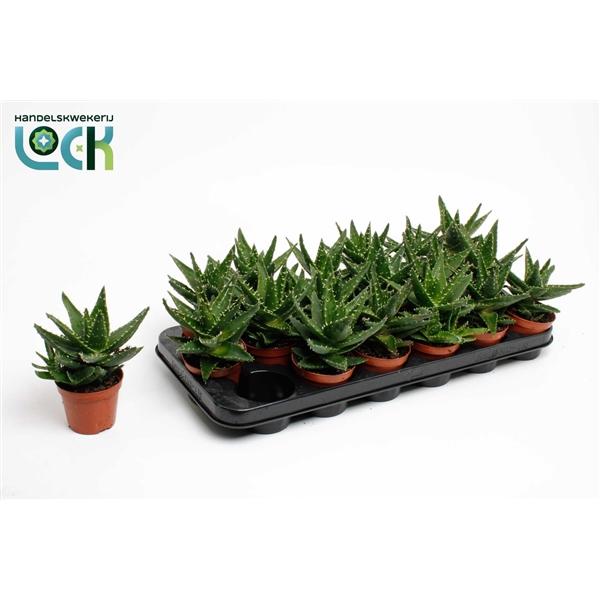 Горшечные цветы и растения оптом Aloe Mitriformis (perfoliata) от 12шт (для телеги) из Голландии с доставкой по России