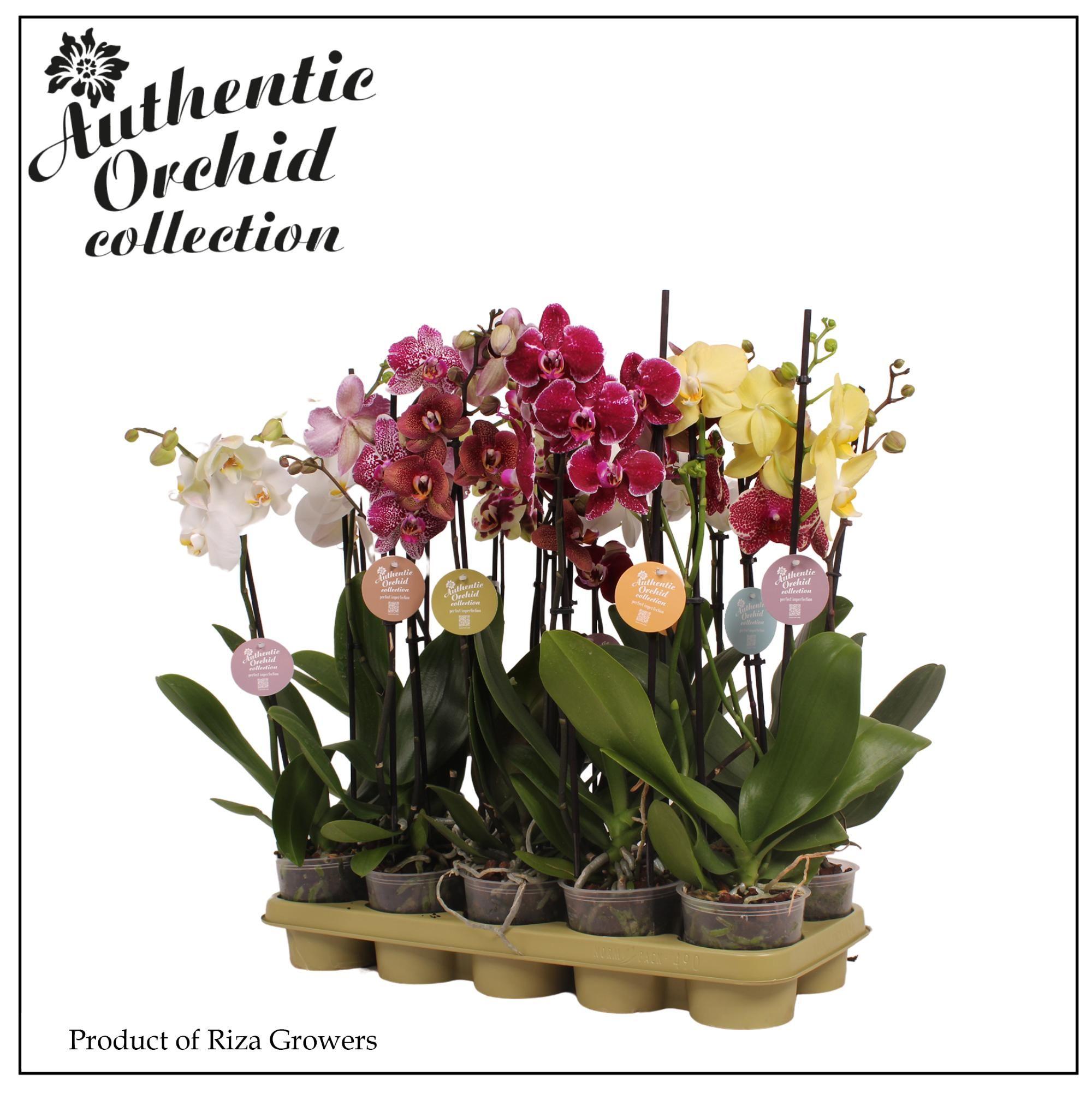 Горшечные цветы и растения оптом Phal 2st Authentic Mix 12+ (orchid Growers) от 10шт из Голландии с доставкой по России
