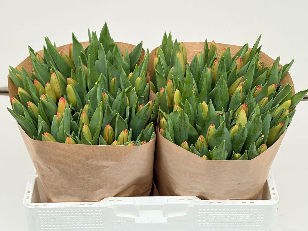 Срезанные цветы оптом Tulipa si time out от 100шт. из Голландии с доставкой по России