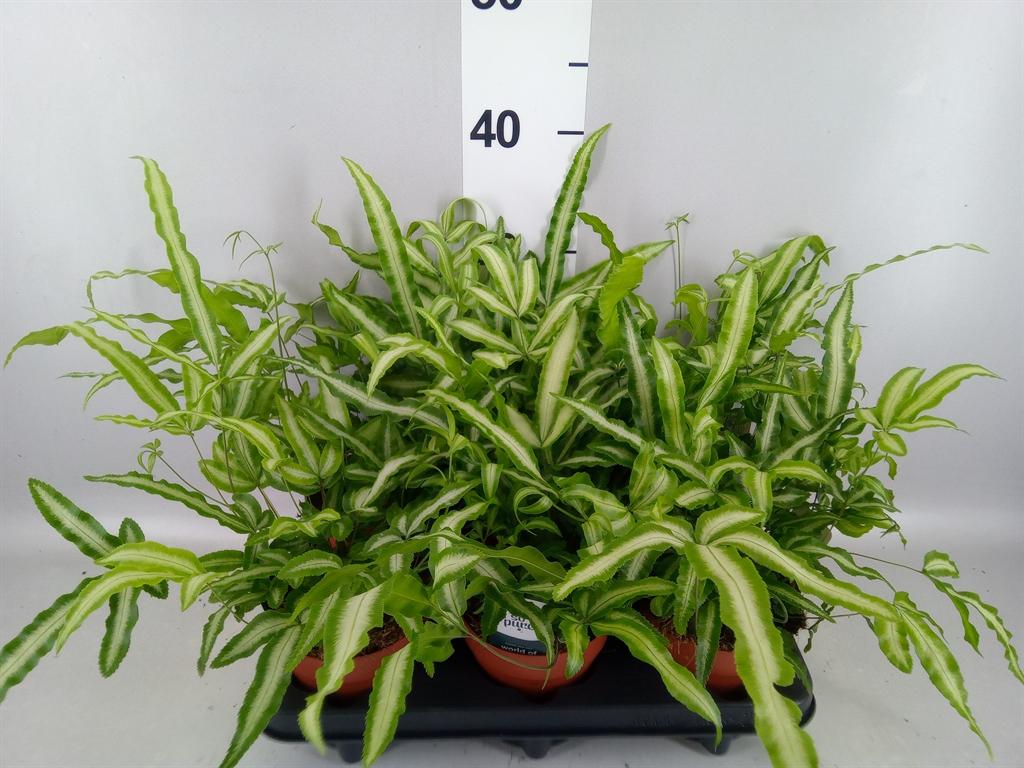 Горшечные цветы и растения оптом Pteris Cretica albolineata от 6шт из Голландии с доставкой по России