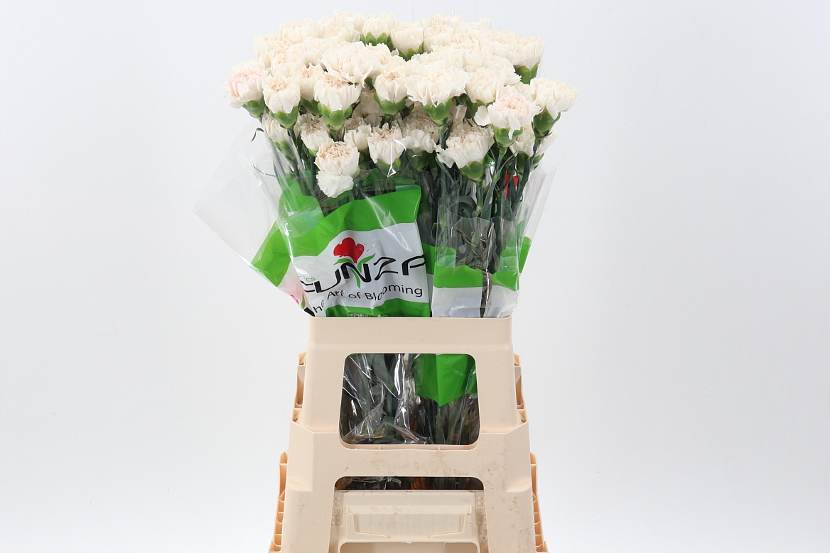 Срезанные цветы оптом Dianthus st moon golem от 80шт из Голландии с доставкой по России