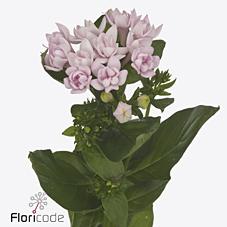 Срезанные цветы оптом Bouvardia do princie improved от 40шт из Голландии с доставкой по России