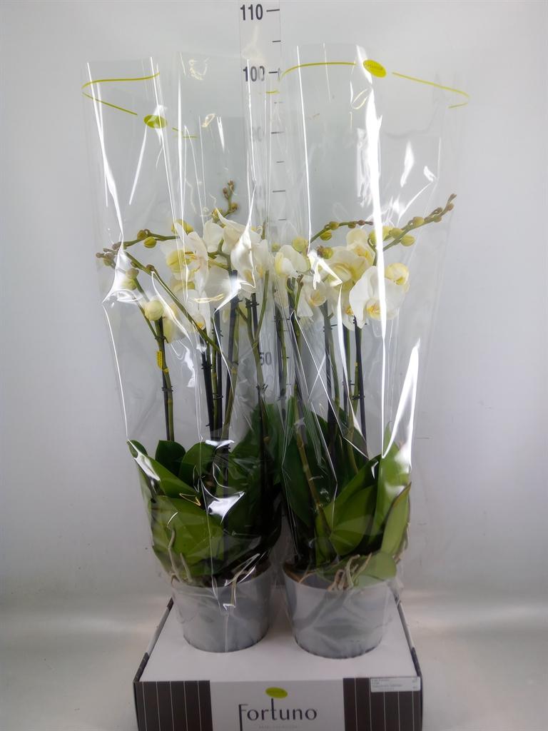 Горшечные цветы и растения оптом Phalaenopsis   ...white от 2шт из Голландии с доставкой по России