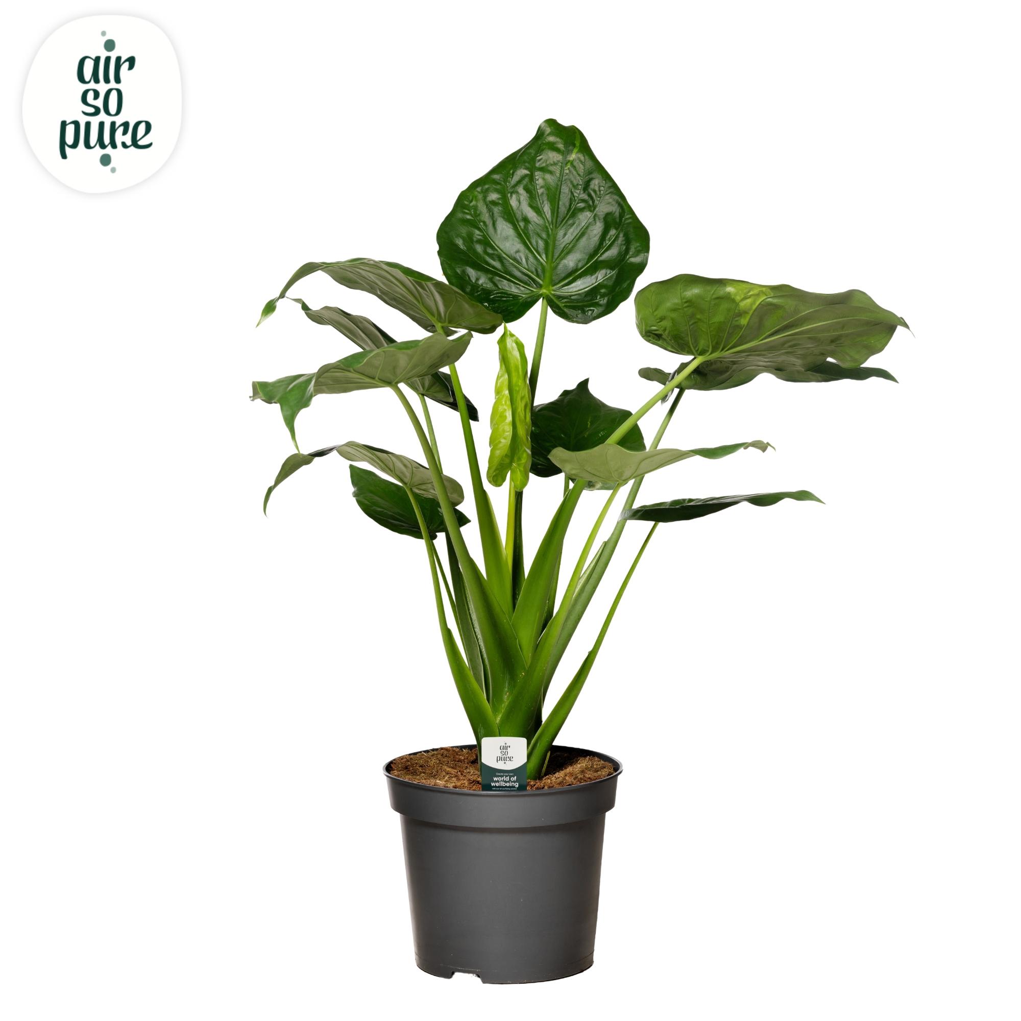 Горшечные цветы и растения оптом Alocasia Cucullata P35 (air So Pure) от 1шт (для телеги) из Голландии с доставкой по России