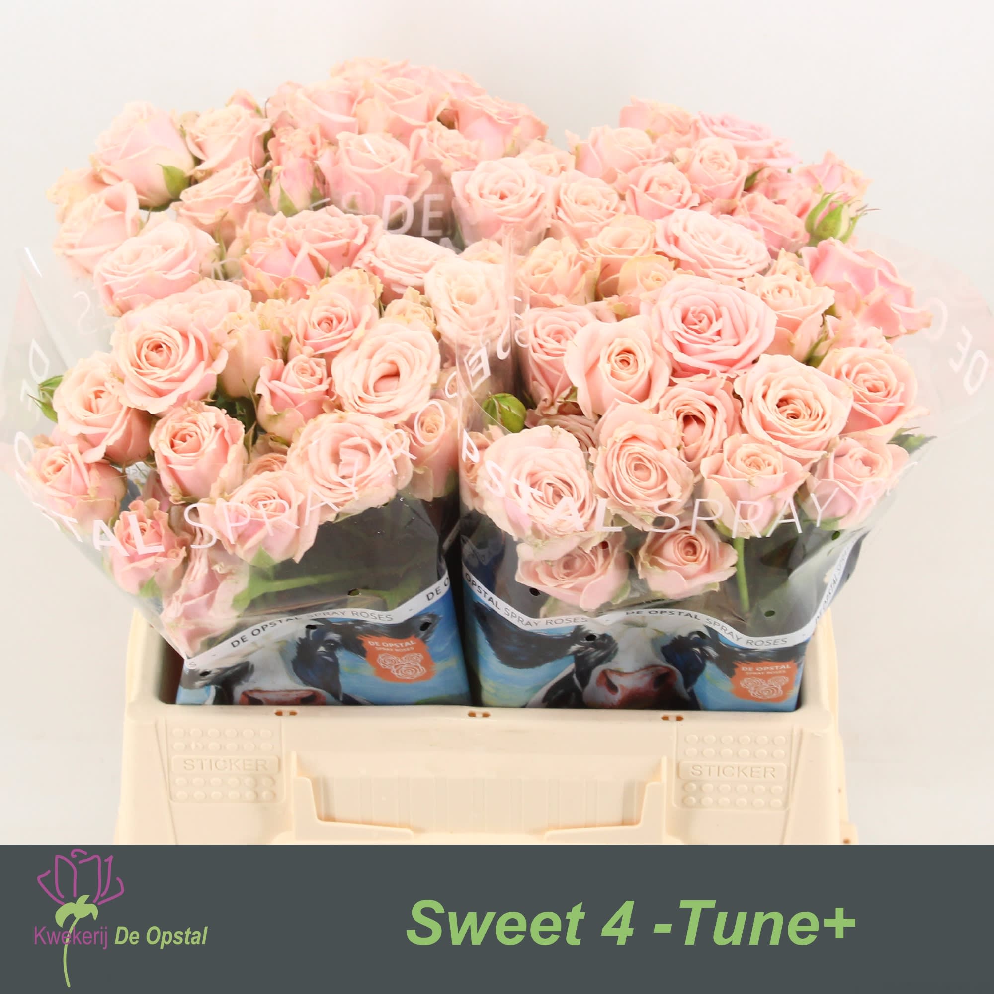 Срезанные цветы оптом Rosa spray sweet 4 tune от 40шт из Голландии с доставкой по России