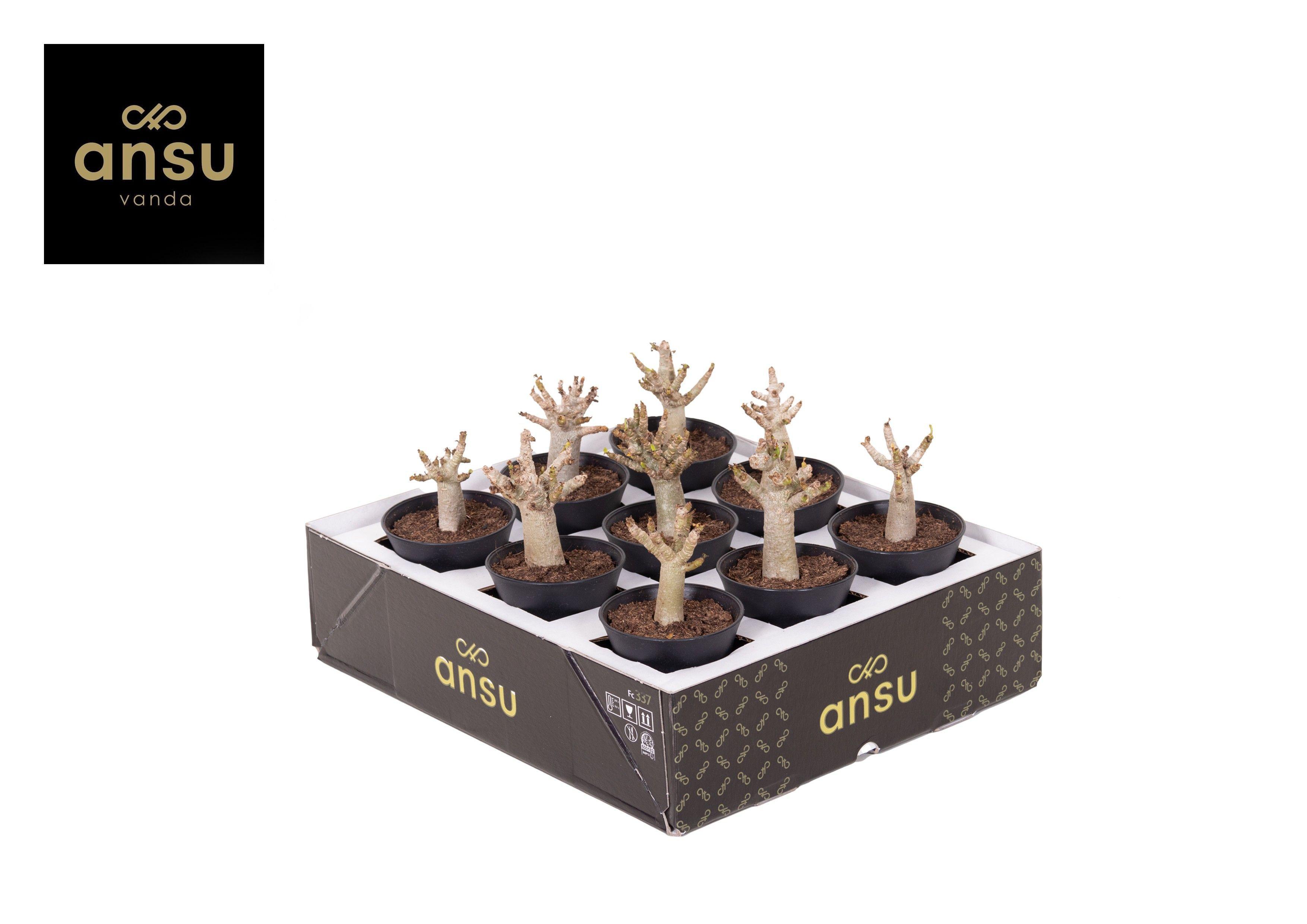 Горшечные цветы и растения оптом Adenium Ansu Baobab In Sierpot от 9шт (для телеги) из Голландии с доставкой по России Горшечные цветы и растения оптом Adenium Ansu Baobab In Sierpot от 9шт (для телеги) из Голландии с доставкой по России