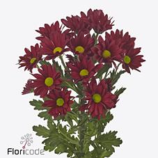Срезанные цветы оптом Chrys sp ruby star от 20шт из Голландии с доставкой по России