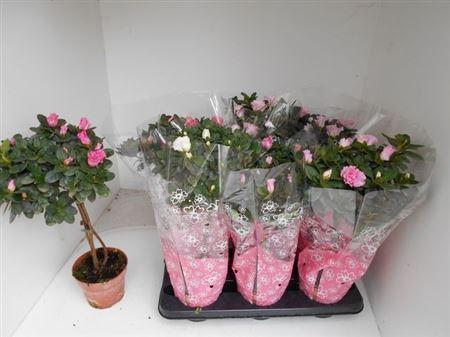 Горшечные цветы и растения оптом Rhodo Si Ov Stam от 6шт из Голландии с доставкой по России