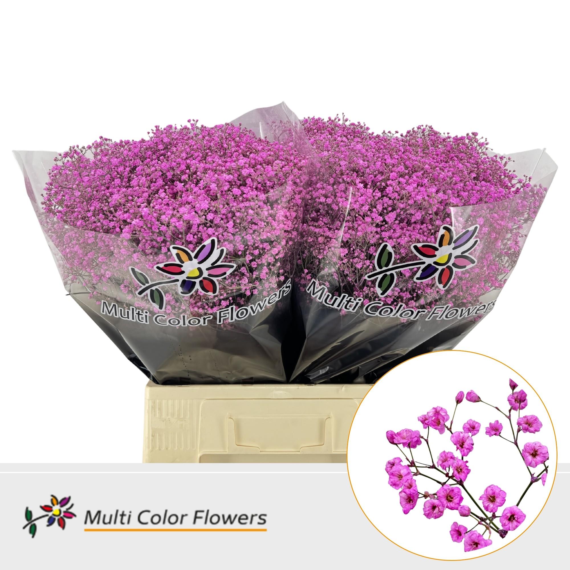 Срезанные цветы оптом Gyps fine paint lady pink от 100шт из Голландии с доставкой по России